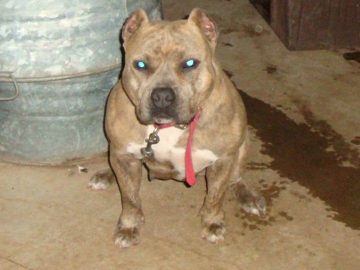 Dog Sitting - Honolulu, HI - Kokua Pet Clinic