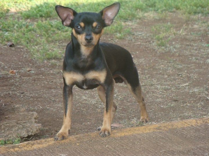 Puppy Standing - Honolulu, HI - Kokua Pet Clinic