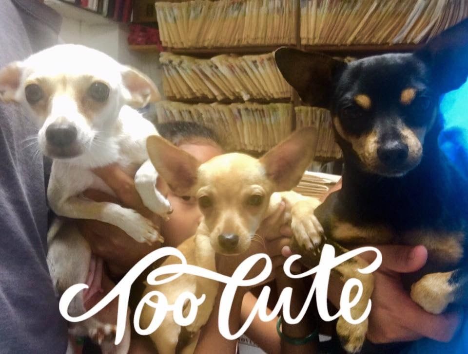 Too Cute - Honolulu, HI - Kokua Pet Clinic