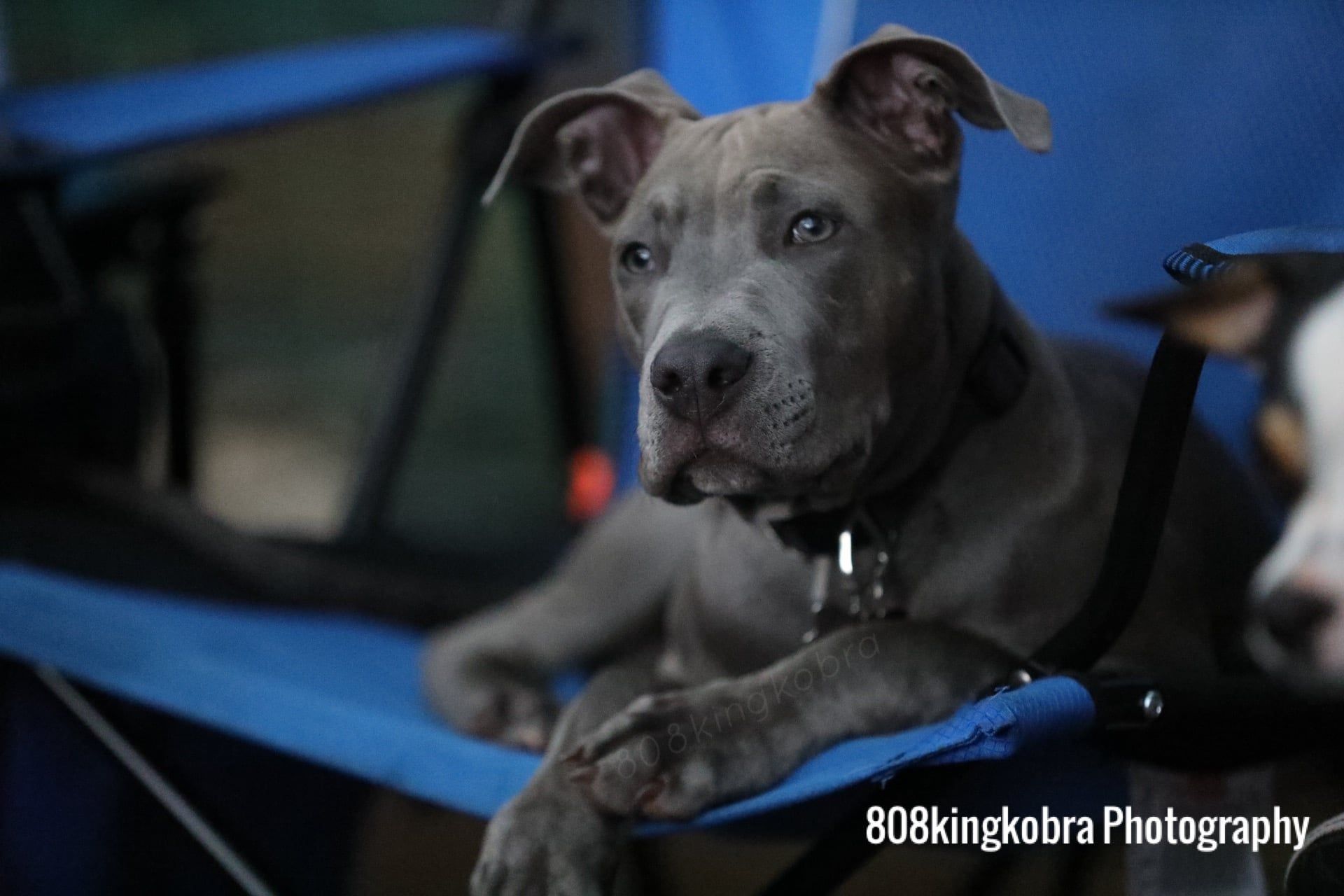 American Pit Bull Terrier - Honolulu, HI - Kokua Pet Clinic