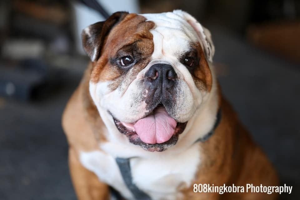 Dog Showing His Tongue - Honolulu, HI - Kokua Pet Clinic