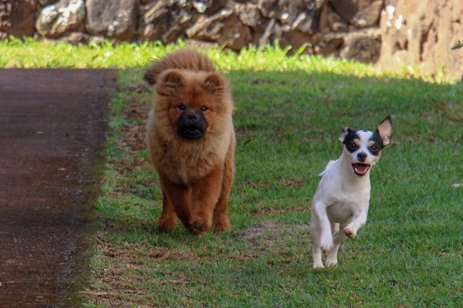 Dogs Running - Honolulu, HI - Kokua Pet Clinic