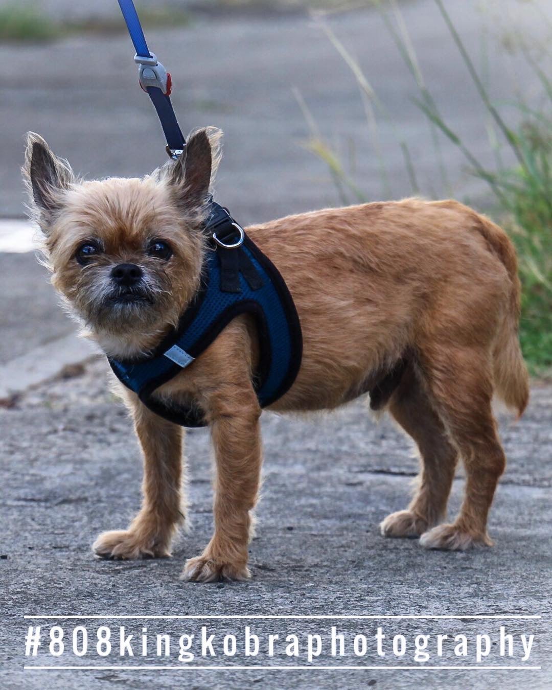Pugapoo - Honolulu, HI - Kokua Pet Clinic