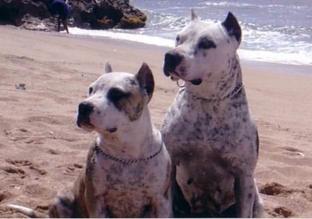 Two Dogo Argentino - Honolulu, HI - Kokua Pet Clinic