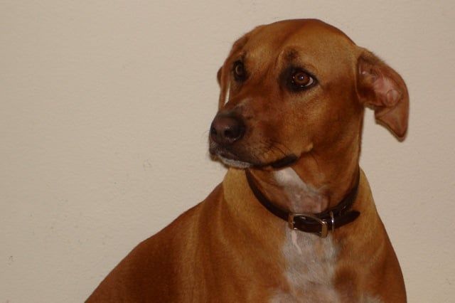 Rhodesian Ridgeback - Honolulu, HI - Kokua Pet Clinic