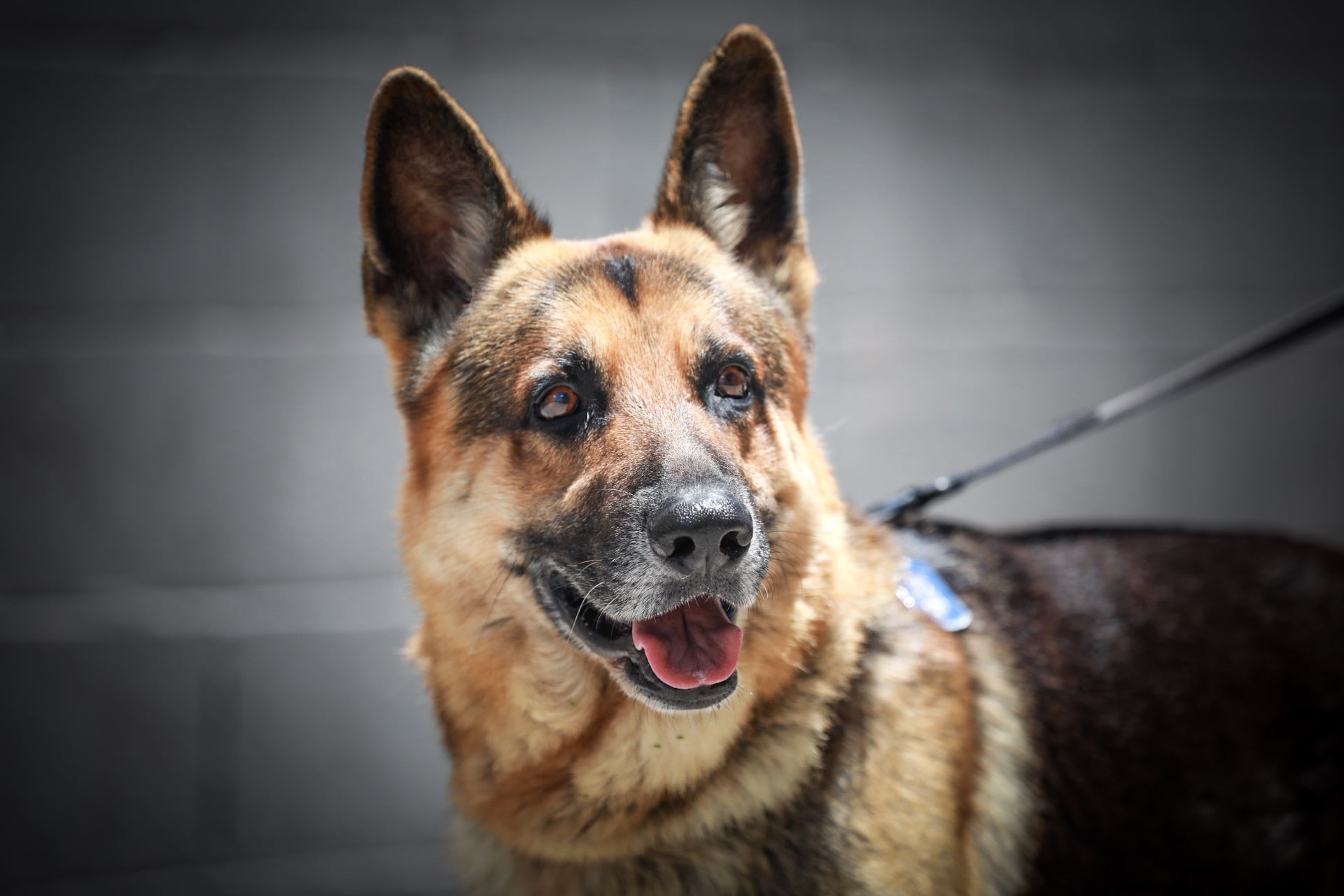 Veterinary Care Honolulu, HI