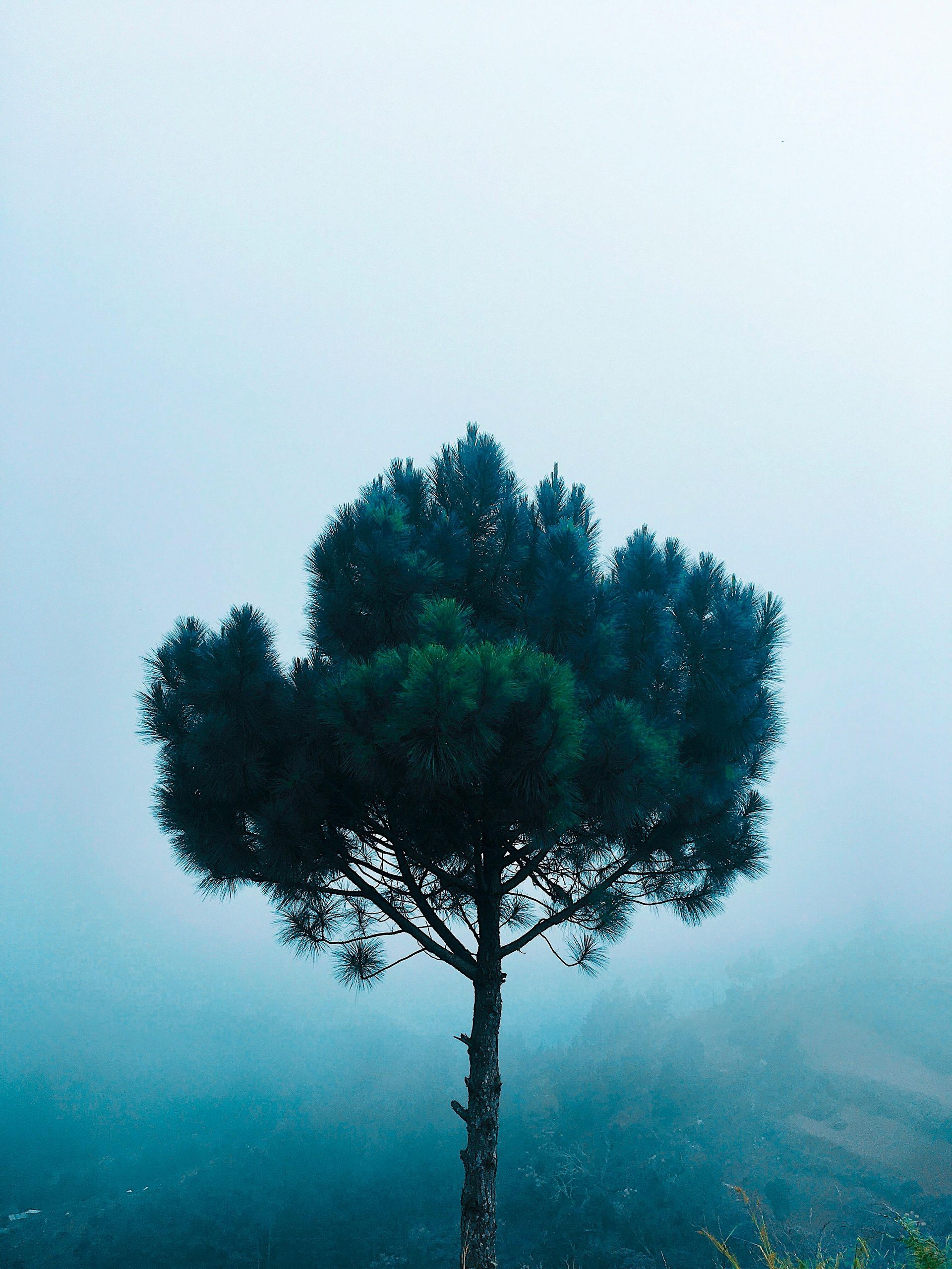Lone green tree on a hillside, shrouded in misty blue.