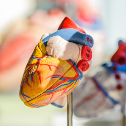 An anatomical heart model with colored arteries and veins on a stand, in a blurred medical display.