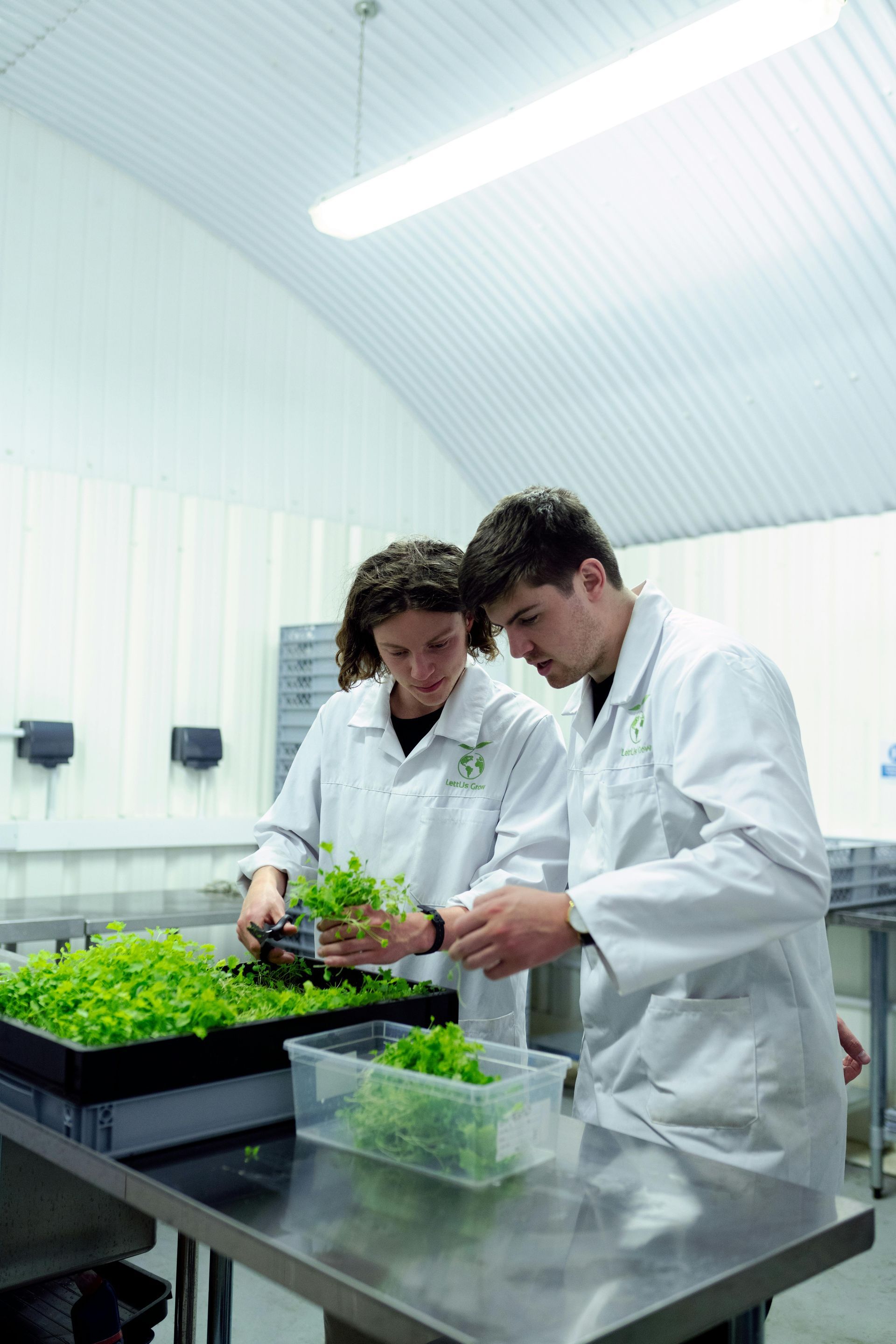 Two scientists in white lab coats sorting green seedlings on a stainless steel table in a bright greenhouse