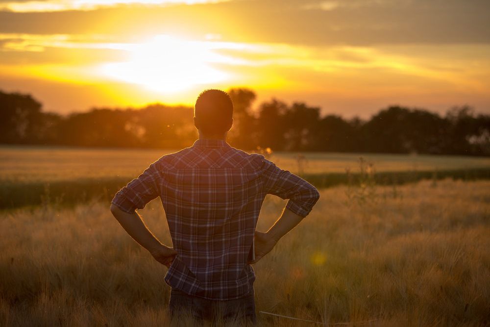 Farmer Overlooking Fields — Accounting in Millaa Millaa, QLD