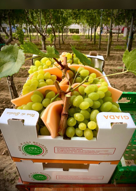 Uva da Tavola