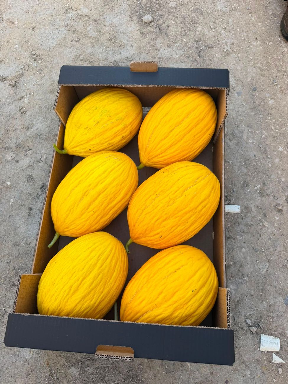 Melone retato tagliato a metà con polpa arancione brillante