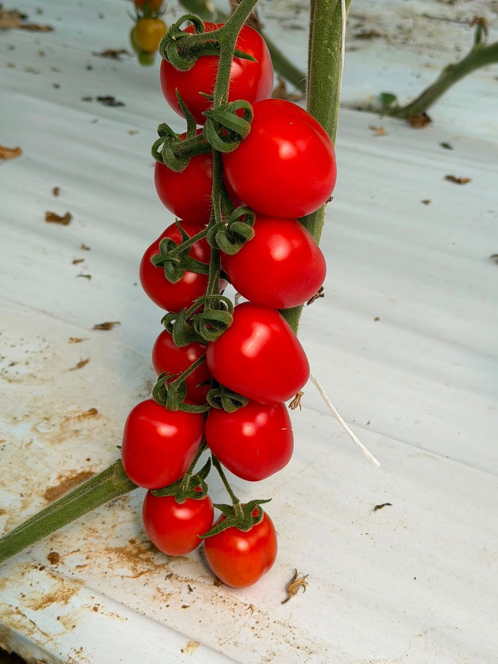 Pomodori Piccadilly freschi appena raccolti su superficie in legno rustico