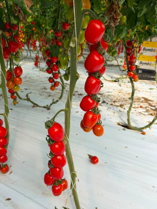Pomodoro Piccadilly