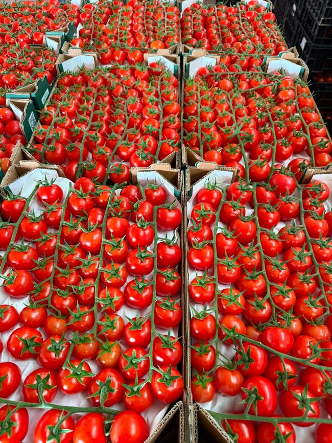 Pomodoro Ciliegino