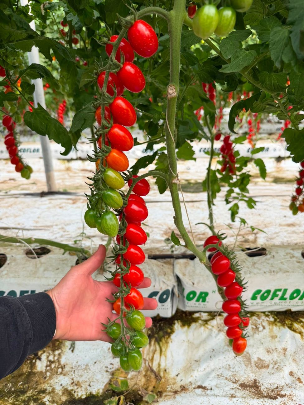 Pomodori Piccadilly freschi appena raccolti su superficie in legno rustico
