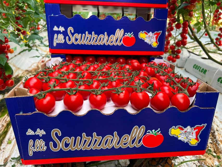 Grappolo di pomodori ciliegini freschi