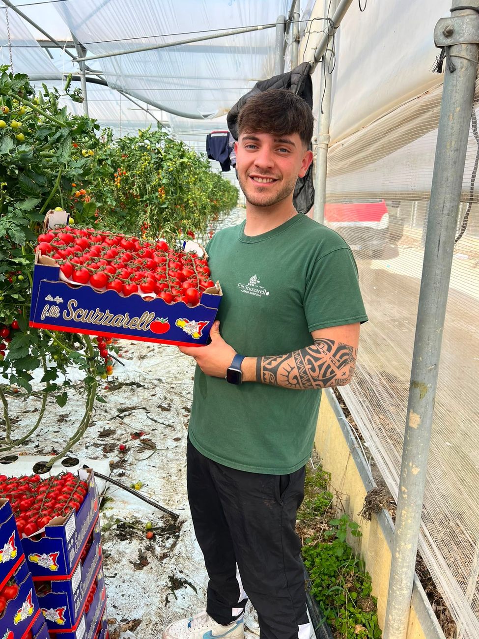 Mani di un agricoltore con grappolo d'uva appena raccolto