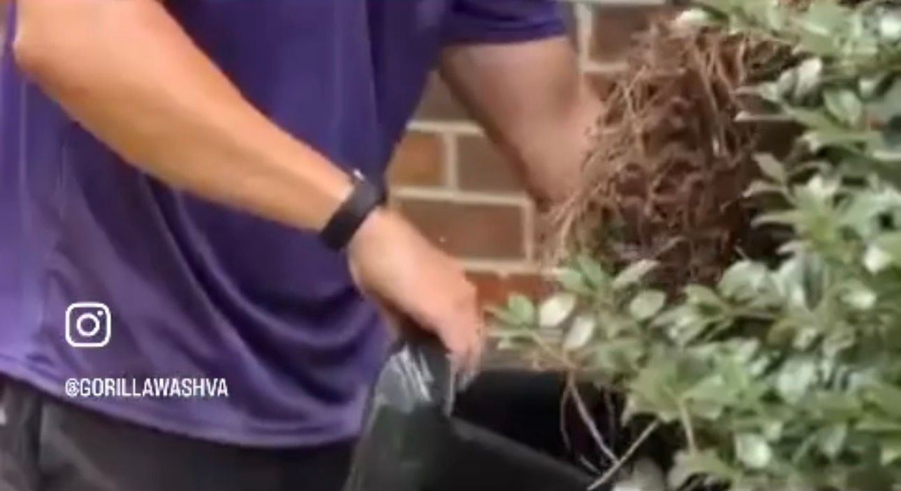 Person in a purple shirt holding an object near a brick wall and a potted plant