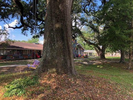 Large tree trunk in a grassy yard, with houses in the background on a sunny day.