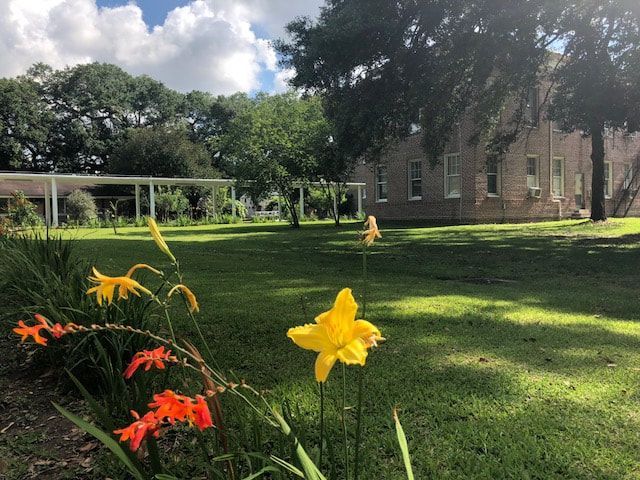 Yellow and orange flowers in front of a grassy lawn, with a light-colored building and trees in the background.