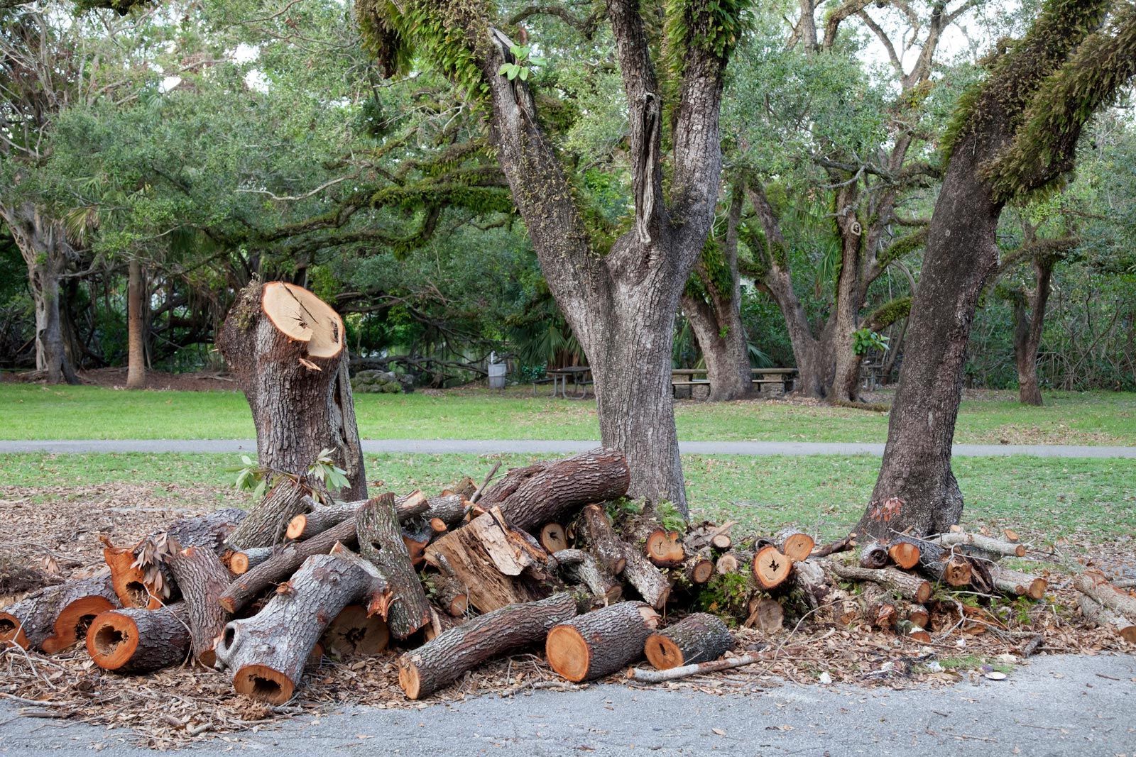 Tree Debris — Iowa City, IA — Corridor Stump Grinding