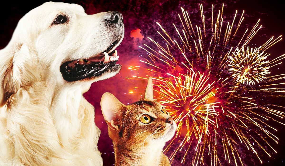 Pet Safety When Shooting Off Fireworks