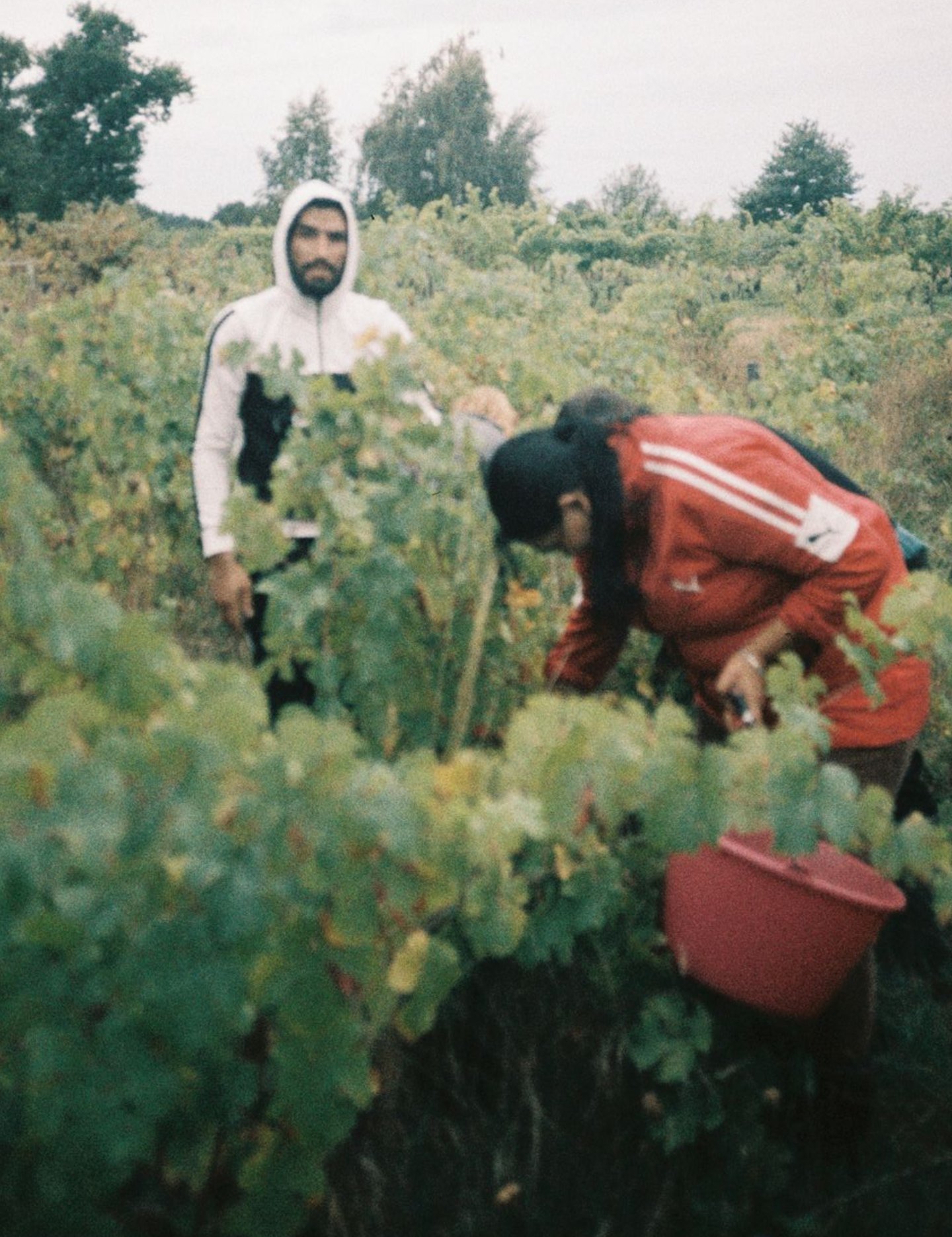 Harvest /Oogst in Sologne