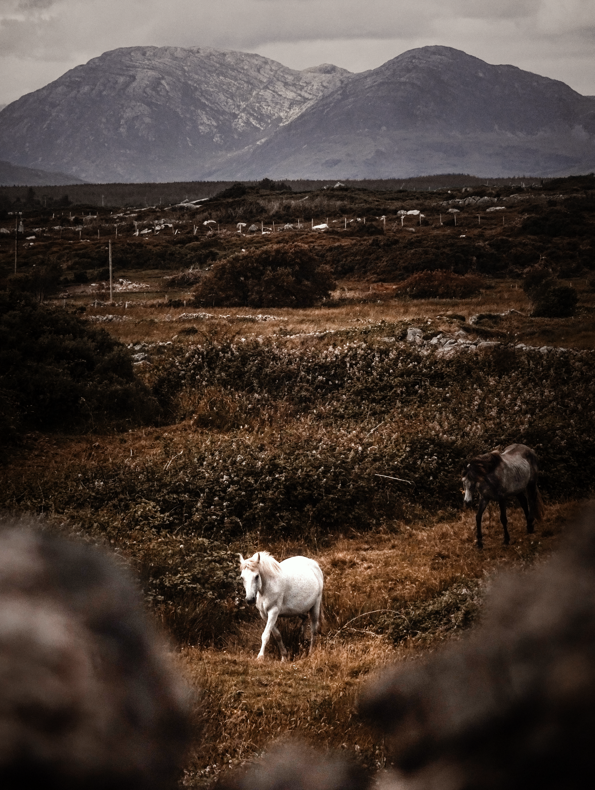 White sheep grazing in a dark grassy field with mountains in the misty background