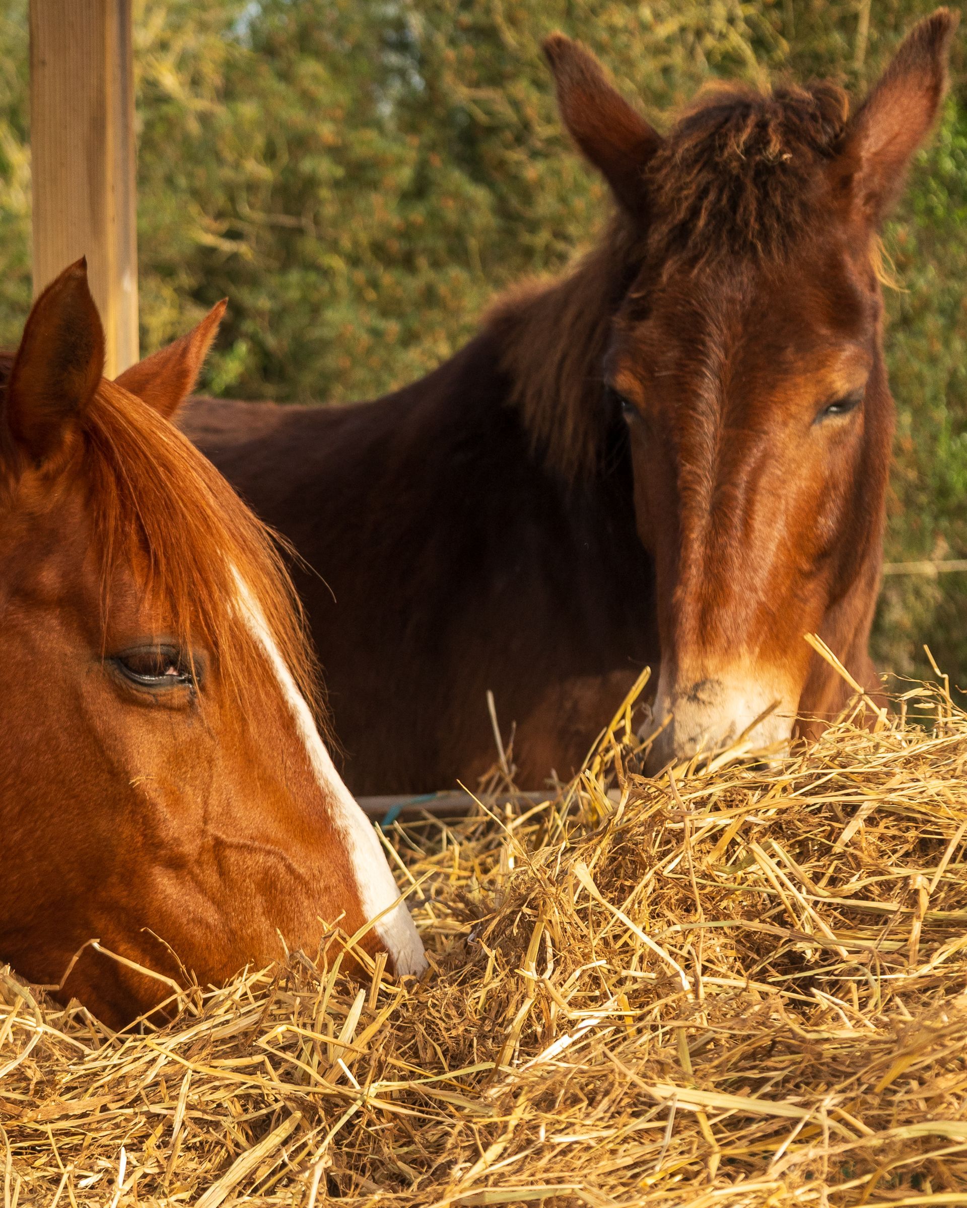 Brown horse eating straw in a warm, grassy setting
