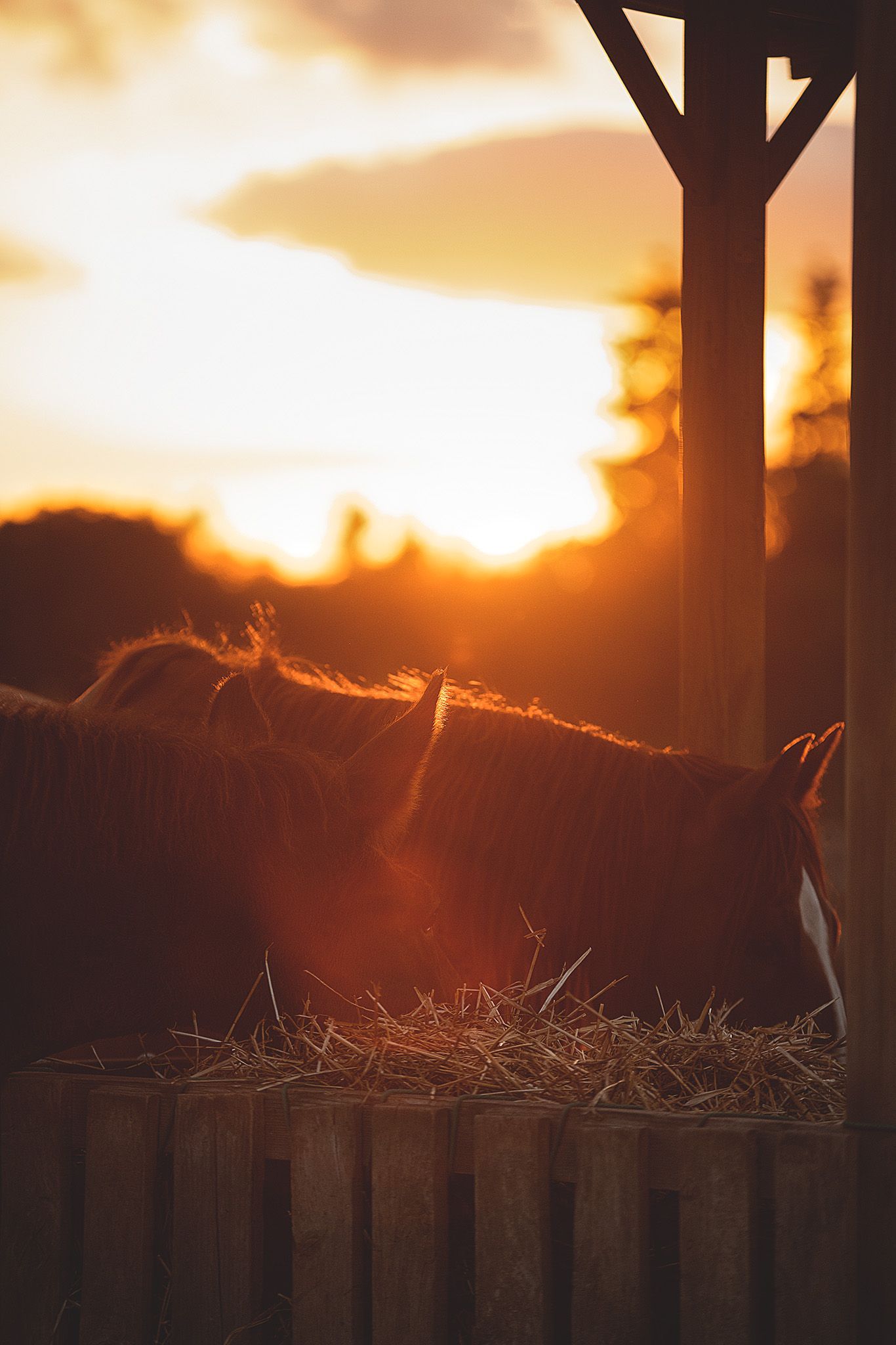 Brown horse eating straw in a warm, grassy setting