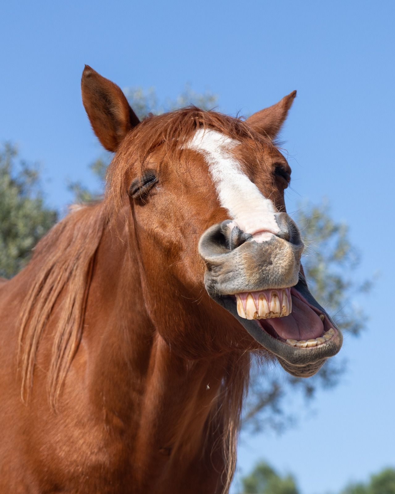Fuchsfarbenes Pferd mit weißer Blesse, das vor blauem Himmel gähnt