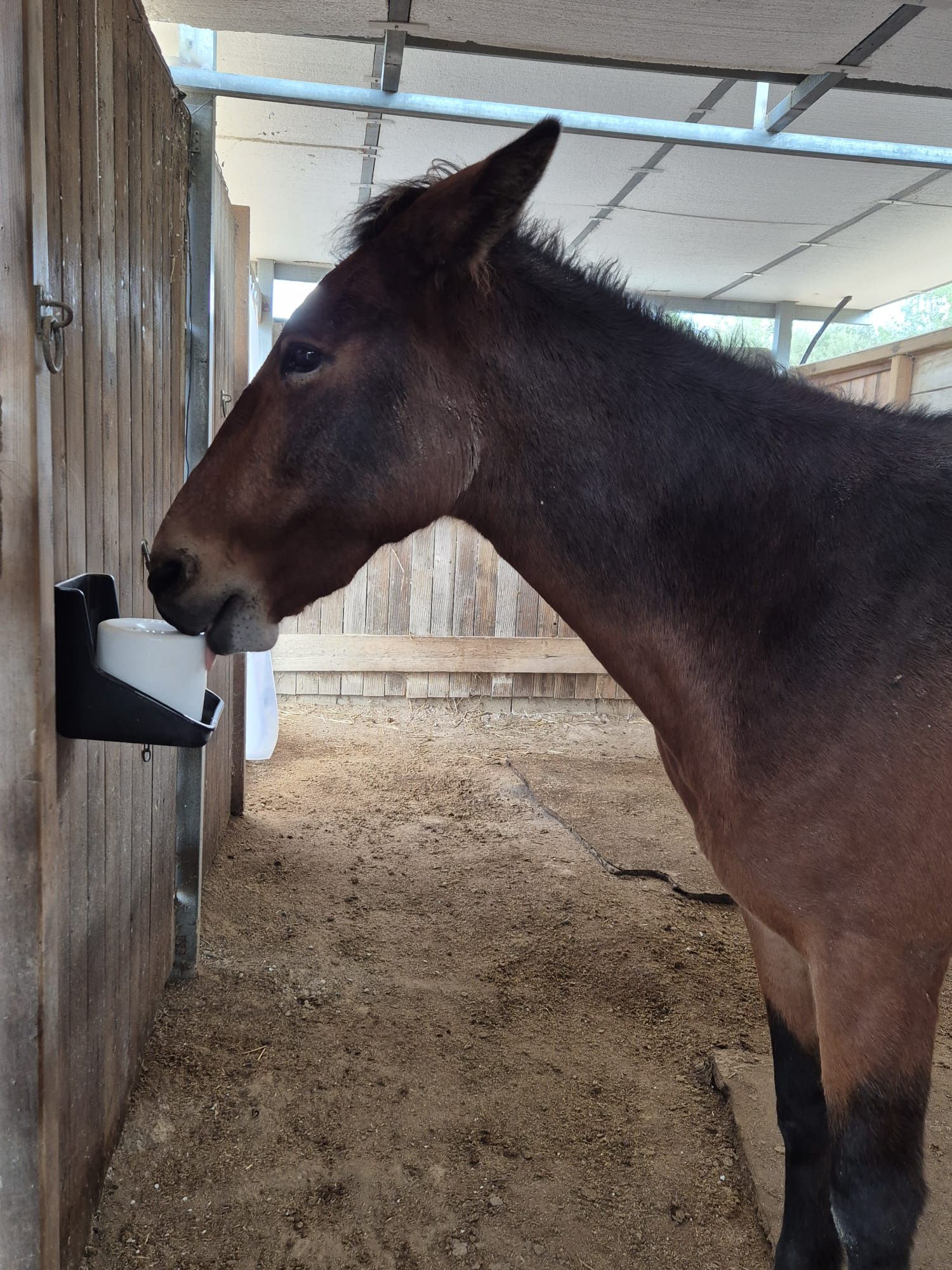 Brown horse drinking from a wall-mounted water dispenser in a stable stall