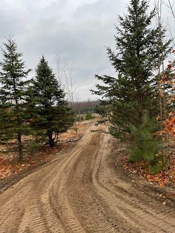 Dirt road curving through a cloudy forest with evergreen trees and fallen leaves