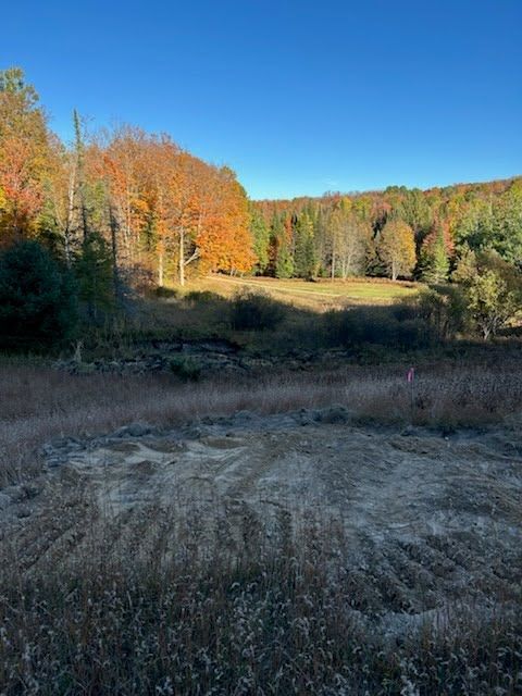 Autumn forest clearing with colorful trees, dry grass, and a blue sky