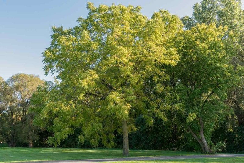Nogal Arbol