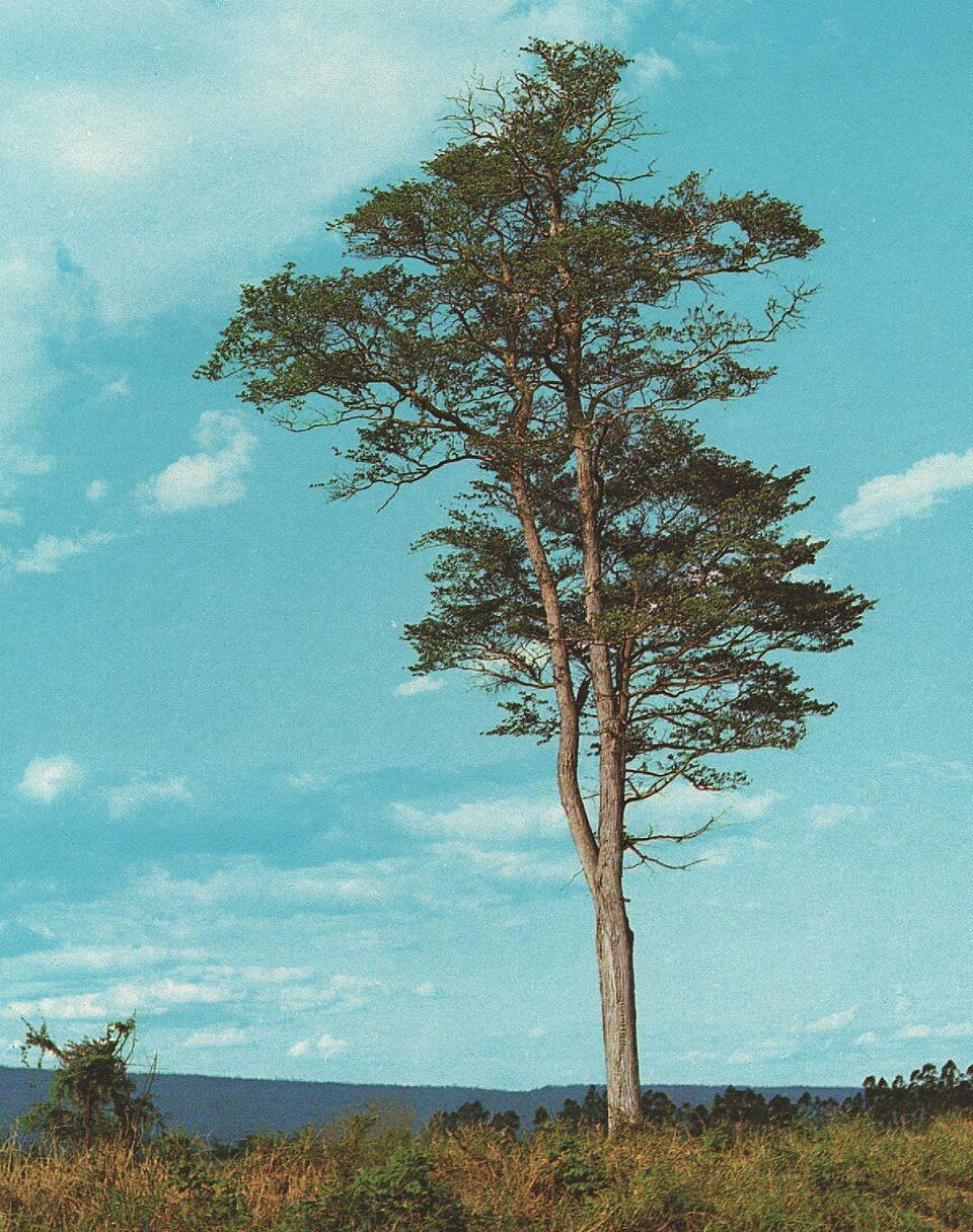 Palo Blanco Arbol