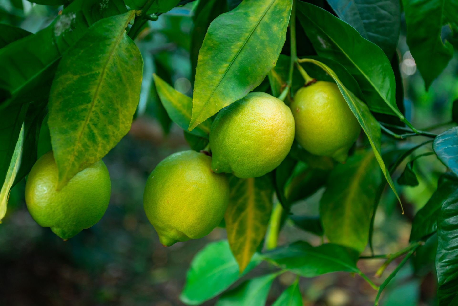 Limon Arbol