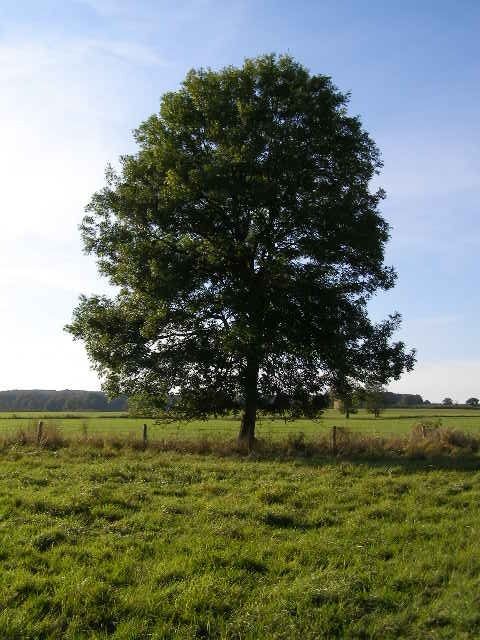 Fresno Comun arbol