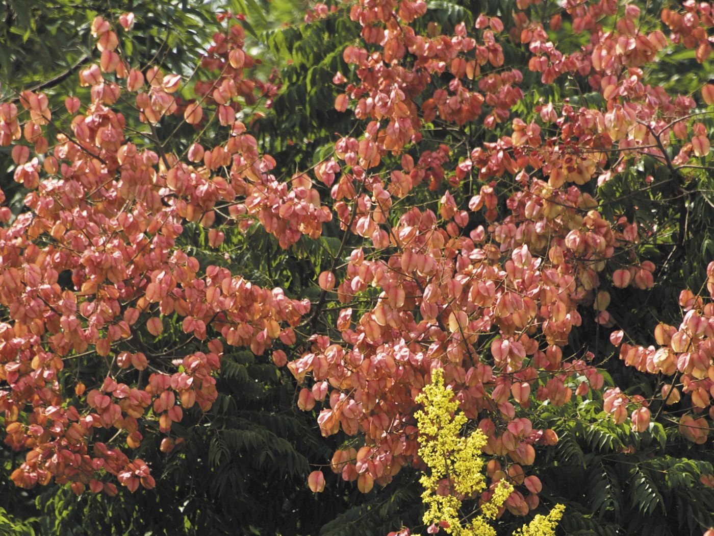 Flama China Arbol