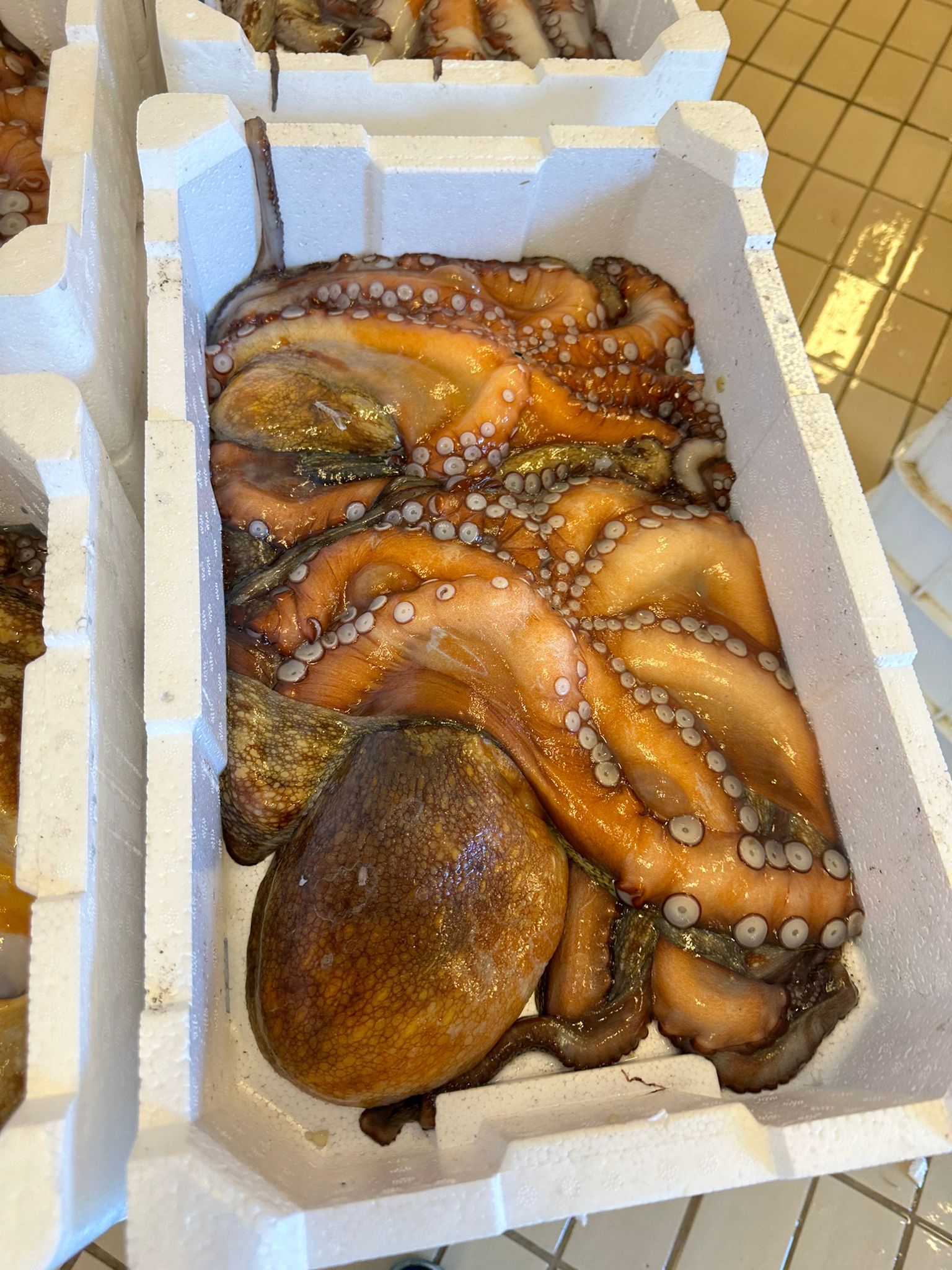 RUM PESCHERIA