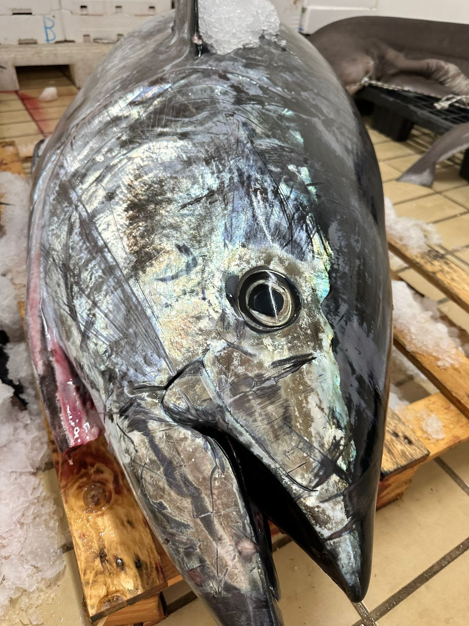 RUM PESCHERIA