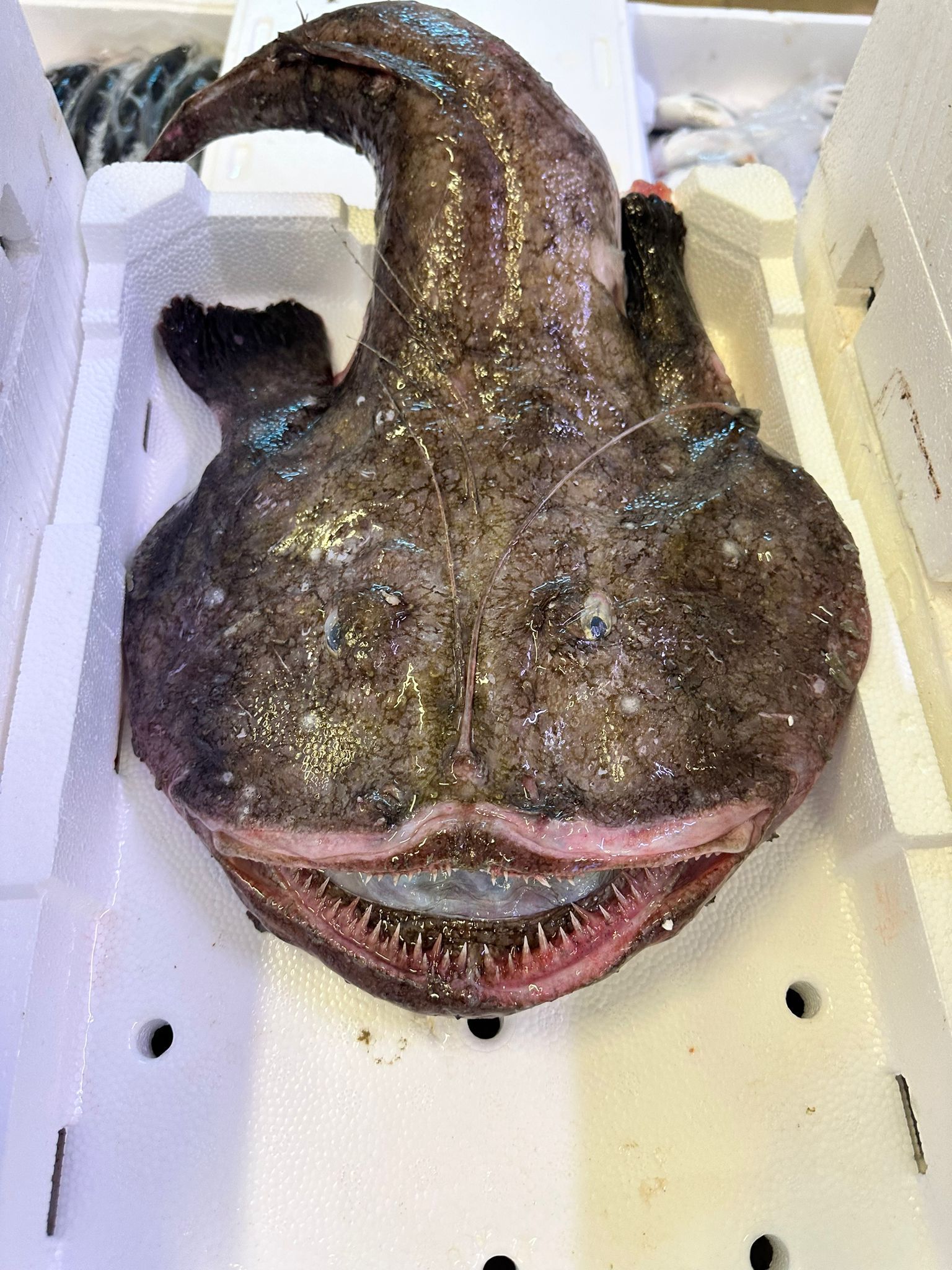 RUM PESCHERIA