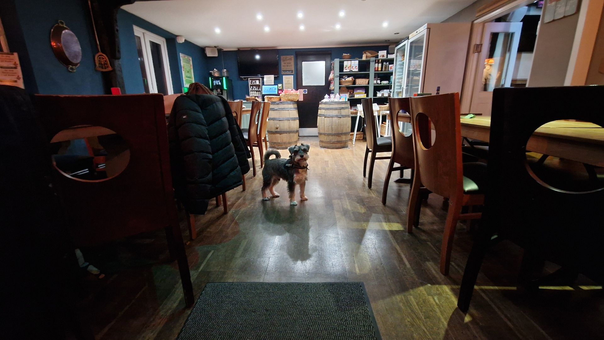 Dog in the shop
