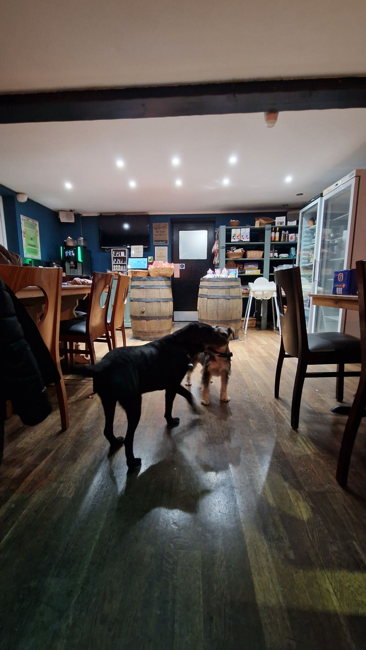 Dogs in the shop