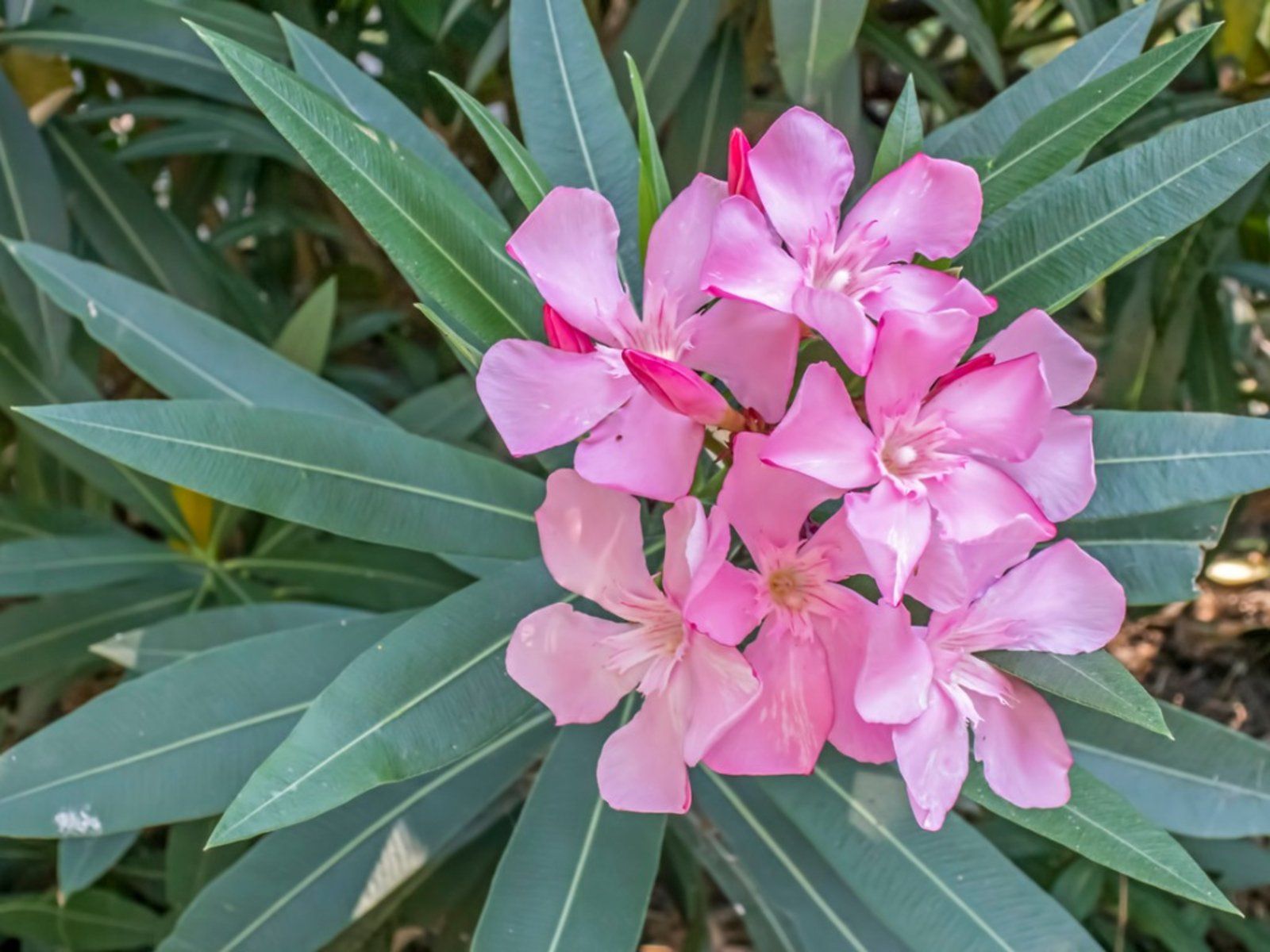 Phoenix Biotechnology Nerium Oleander Products