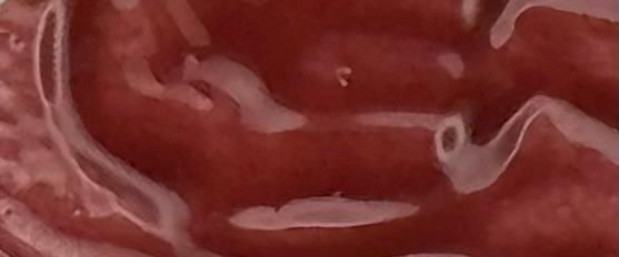 Lip Lustre Lip Gloss- Renee