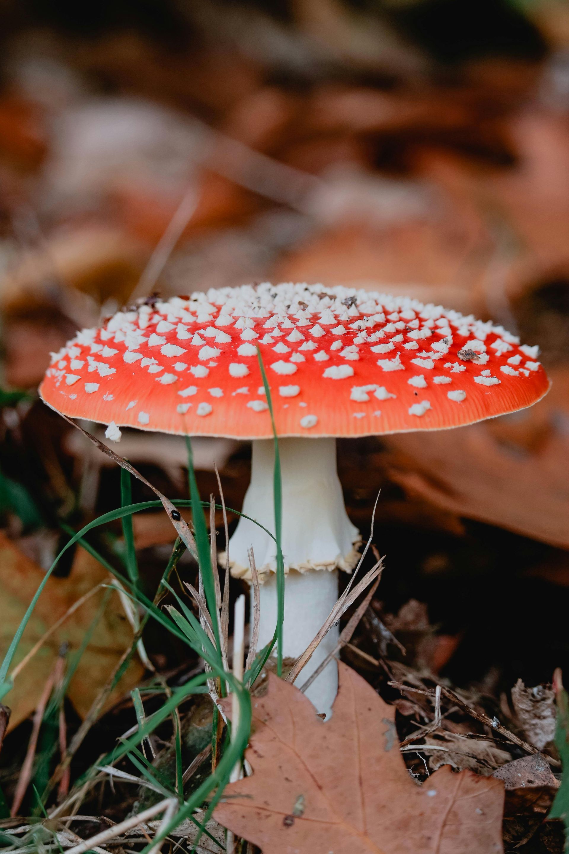 Red and white spotted mushroom growing in grassy area with fallen autumn leaves.