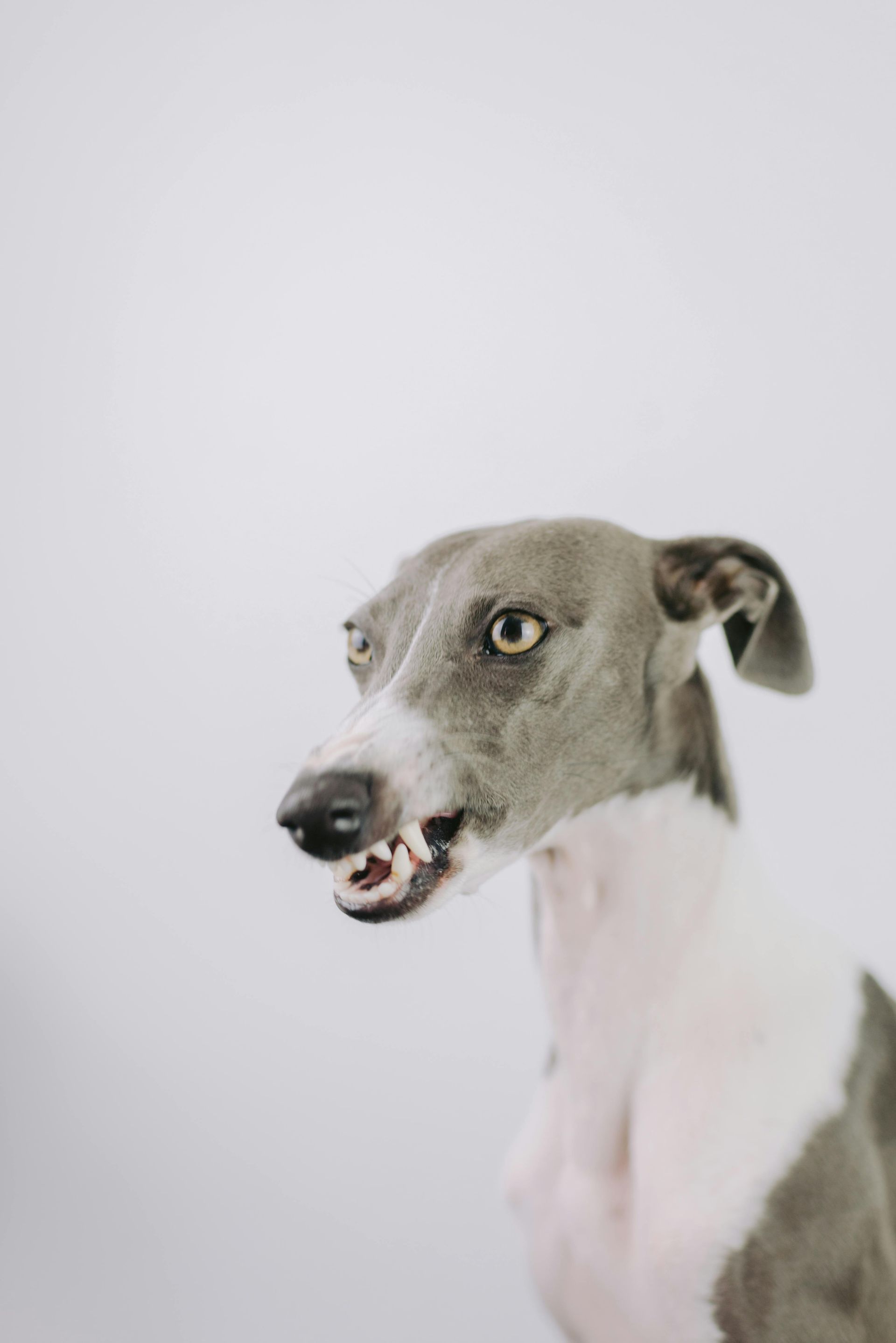 Grey and white Italian Greyhound with teeth bared, looking to the side against a white background.