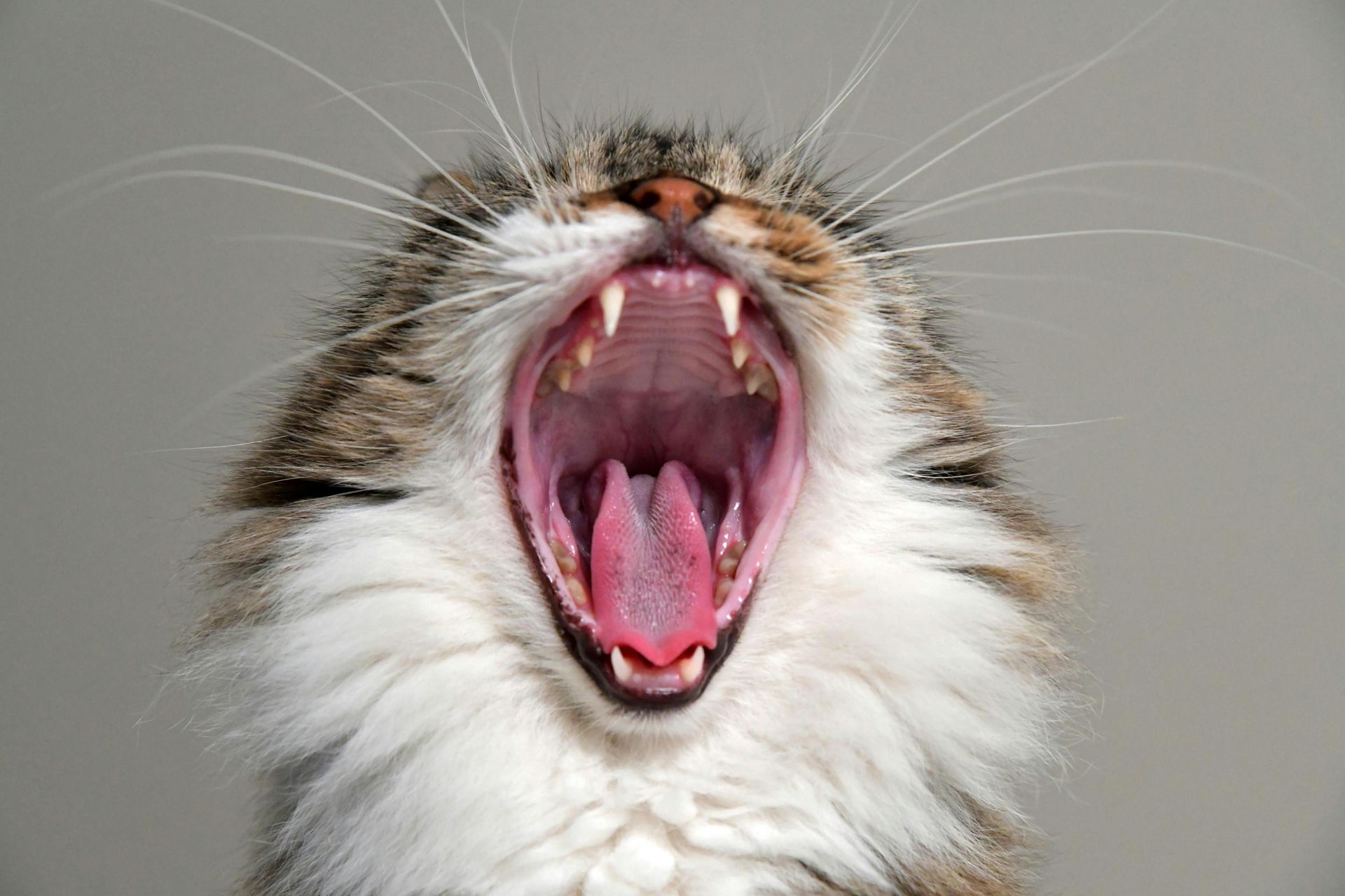 Cat yawning widely, showing pink mouth and sharp teeth. Gray and brown fur, white whiskers.